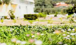 Nærbillede af en blomstereng med margueritter og grønt græs foran en bygning i baggrunden. (AI-genereret tekst)