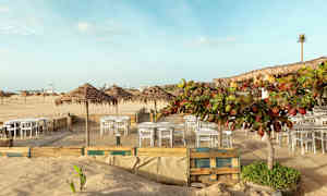 Udendørs servering med borde og stole på sandgrunden, omgivet af palmeloft og beplantning ved stranden. (AI-genereret tekst)