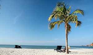 En sandstrand med en palme og nogle strandstole. (AI-genereret tekst)