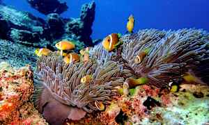 Undervandsbillede med klovnefisk, der svømmer blandt søanemoner og koralrev. (AI-genereret tekst)