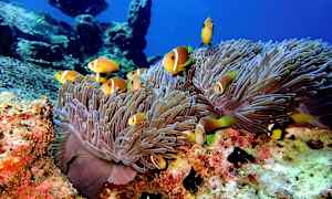 Farverige klovnefisk svømmer omkring havanemoner på havbunden. (AI-genereret tekst)