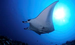 En manta der svømmer i et blåt undervandsmiljø. (AI-genereret tekst)