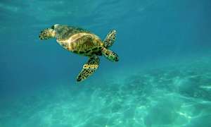 En skildpadde svømmer i klart vand. (AI-genereret tekst)