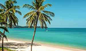 Flere palmer står på en sandstrand med turkis hav og klar blå himmel i baggrunden. (AI-genereret tekst)