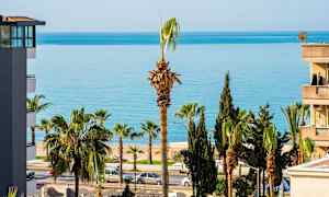 Palmer nær havet, med bygninger på siden. (AI-genereret tekst)