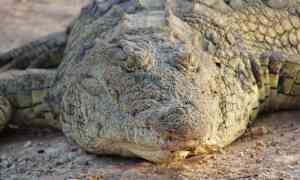 Fathala Wildlife Reserve, Senegal