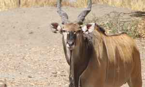 Fathala Wildlife Reserve, Senegal