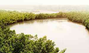 Mangrove-område i Senegal