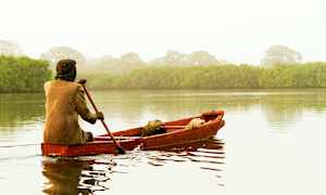 Mangrove-område i Senegal