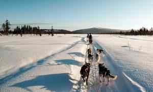 Hundeslædetur.