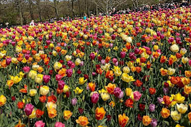 Tulipaner i Amsterdam
