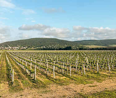 Udforsk vinlandet Bulgarien