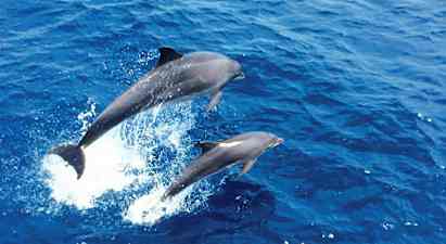 Billede af to delfiner, der springer op af det blå hav. (AI-genereret tekst)