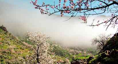 Smuk dal med blomstrende mandeltræer og tåget landskab. (AI-genereret tekst)