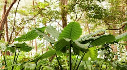 Grønne blade i en skov. (AI-genereret tekst)