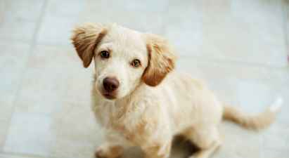 En lille lyse hund sidder på et gulv. (AI-genereret tekst)