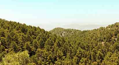 En tæt skov dækker et kuperet landskab under en klar himmel. (AI-genereret tekst)