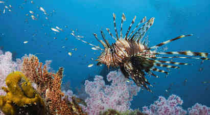 En tropisk fisk med spidse finner svømmer over et farverigt koralrev. (AI-genereret tekst)