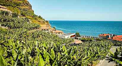 En skråning med bananplanter ved havet. (AI-genereret tekst)