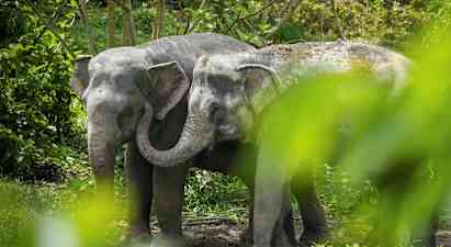 To elefanter står tæt sammen i en frodig omgivelse. (AI-genereret tekst)