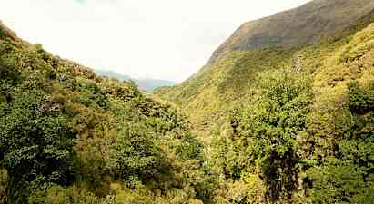 En grøn skov i en dal med bjerge i baggrunden. (AI-genereret tekst)