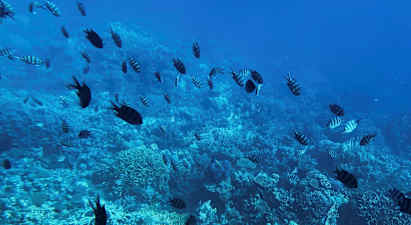 Korallrev under vandet med fisk. (AI-genereret tekst)