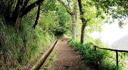 En sti omgivet af frodige træer og vegetation med en smal vandkanal ved siden af. (AI-genereret tekst)