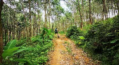 Person cykler op ad en skovsti omgivet af træer og grønt. (AI-genereret tekst)