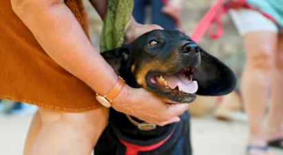 En person klapper en sort hund, som har munden åben og har en sele på. (AI-genereret tekst)