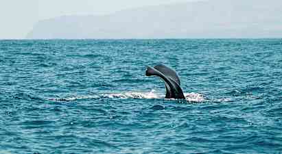 En hvalfinne ses over havets overflade. (AI-genereret tekst)