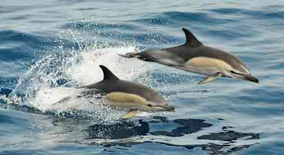 To delfiner hopper gennem vandet. (AI-genereret tekst)