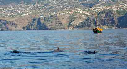 Tre delfiner svømmer i havet, med en sejlbåd og bjergrig kystlinje i baggrunden. (AI-genereret tekst)
