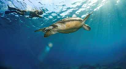 En person snorkler ved siden af en havskildpadde under vandet med sollys, der skinner igennem overfladen. (AI-genereret tekst)