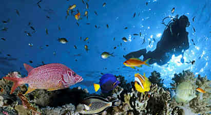 En gruppe farverige fisk og en dykker ved et koralrev. (AI-genereret tekst)