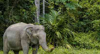 Billede af en elefant i en grøn skov. (AI-genereret tekst)