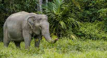 Billede af en elefant i en grøn skov. (AI-genereret tekst)