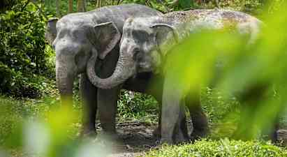 Phuket Elephant Sanctuary