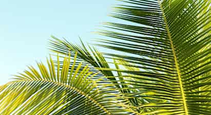 Madeira-aften - nyhed!