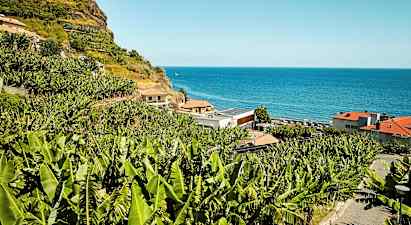 En smag af Madeira - de lokale bananer