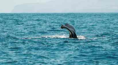 Hval- og delfinsafari