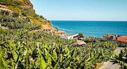En smag af Madeira - de lokale bananer