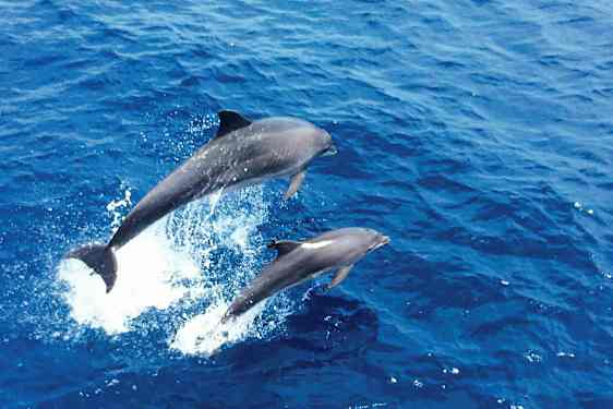 Billede af to delfiner, der springer op af det blå hav. (AI-genereret tekst)