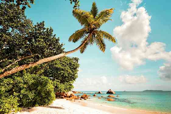 En strand med klart blåt vand, hvidt sand og en bøjet palme i forgrunden. (AI-genereret tekst)