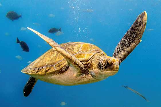 En havskildpadde svømmer i klart vand med fisk omkring sig. (AI-genereret tekst)