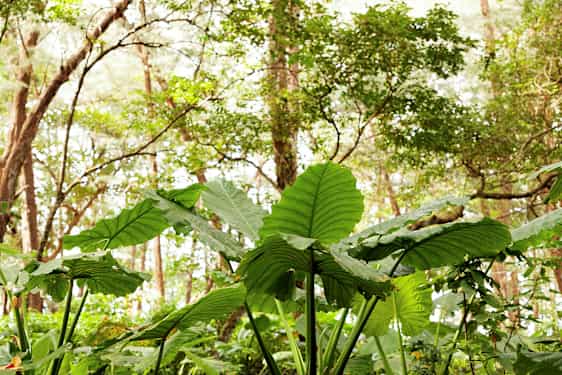 Grønne blade i en skov. (AI-genereret tekst)