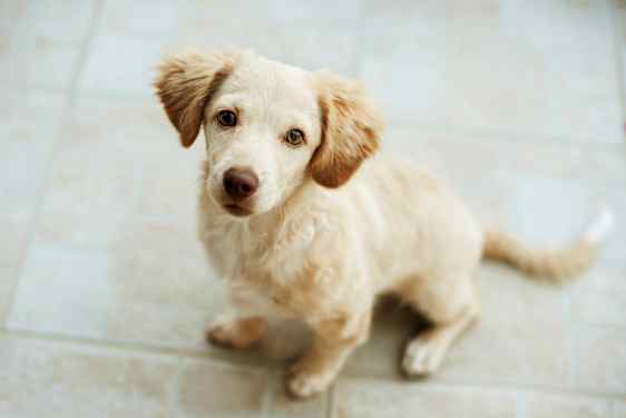 En lille lyse hund sidder på et gulv. (AI-genereret tekst)