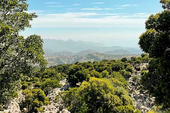 Udsigt over en skovklædt bjergskråning med bjergene i baggrunden. (AI-genereret tekst)