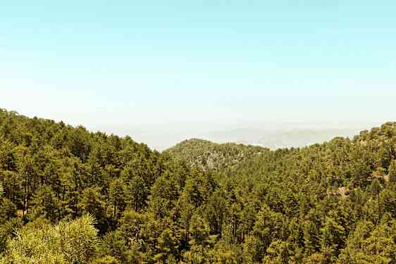 En tæt skov dækker et kuperet landskab under en klar himmel. (AI-genereret tekst)