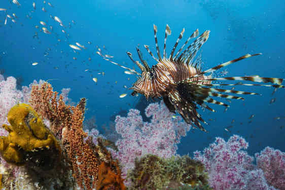 En tropisk fisk med spidse finner svømmer over et farverigt koralrev. (AI-genereret tekst)
