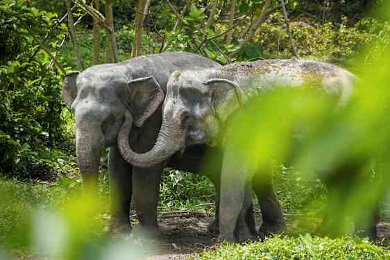 To elefanter står tæt sammen i en frodig omgivelse. (AI-genereret tekst)